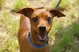 animal-portrait-234836