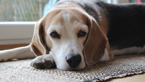 beagle-693864