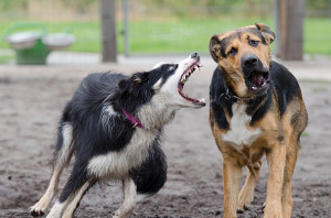 border-collie-672770