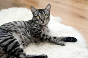 cat-468232