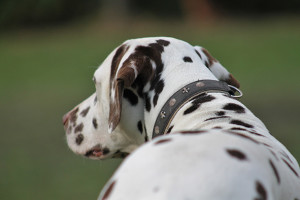 dog-595031