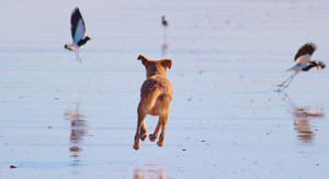 dog-729754